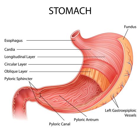 stomach diagram labelled 